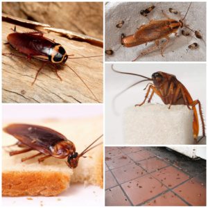 Как избавиться от тараканов в своем доме?