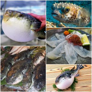 Рыба Фугу - опасное японское лакомство