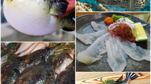 Рыба Фугу — опасное японское лакомство
